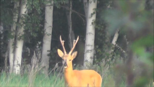 Гон в разгаре. Охота на косулю без выстрела. Gon ist in vollem Gange. Jagd auf ein Reh ohne Schuss. смотреть онлайн