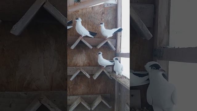 Голуби.Московские монахи 2021г смотреть онлайн