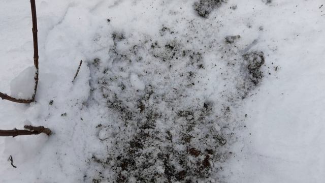 ХИТРОСТИ ПОСАДКИ ПОД ЗИМУ ЦВЕТОВ и КУСТАРНИКОВ. Как сеять под зиму. Подзимний посев смотреть онлайн