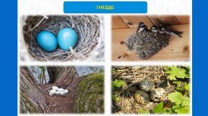 Тип Хордовые. Тема 38. Размножение и развитие птиц