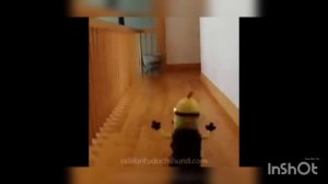 миньёны приколы