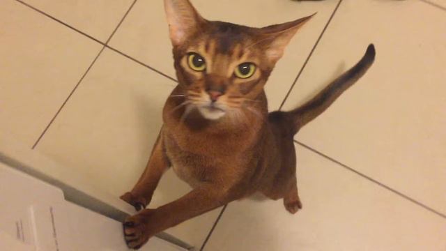 Деми Мур в ожидании ужина натуральным питанием SUPERPET смотреть онлайн