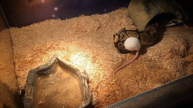 When Ball Python's Encounter Live Prey : *WARNING* LIVE FEED COMPILATION смотреть онлайн