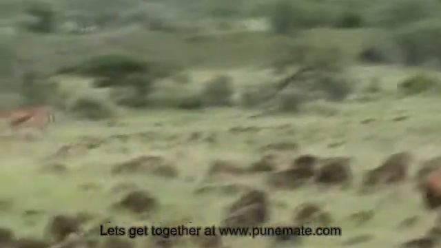 Mayureshwar Wild Life Sanctuary Chinkara смотреть онлайн