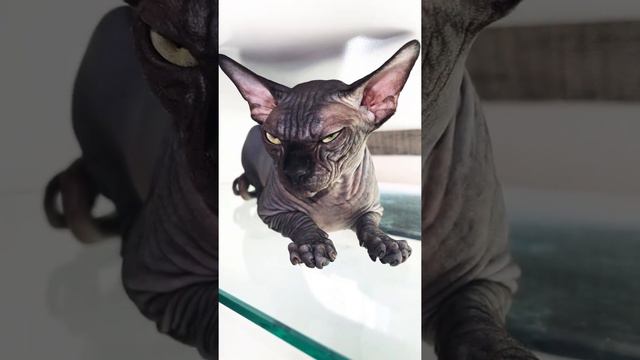 Лысая кошка сфинкс у меня все супер смотреть онлайн