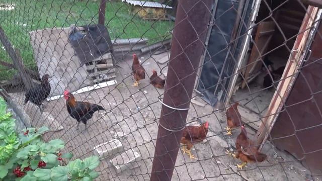 ОБЗОР моей фермы,как различить чистого дюрка, от не чистокровного смотреть онлайн