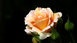 Топ новых русских клипов с тв в отличном качестве