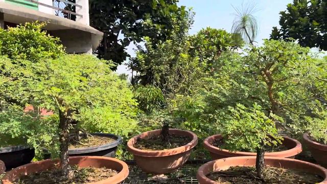 Acacia modesta bonsai material is available for sale part 1 смотреть онлайн