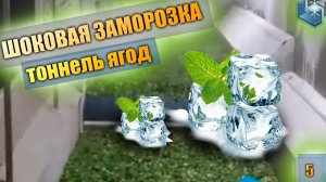 Шоковая заморозка ягод - флюидизационный скороморозильный аппарат (тоннель)