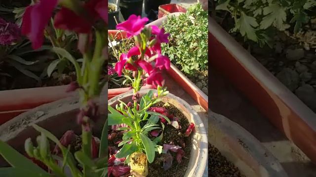 39 🌹 How to Grow and Care Stock Flowers || evergreen garden смотреть онлайн