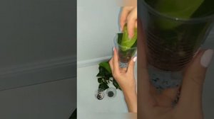 Размножение/черенкование фикуса Лирата Бамбино