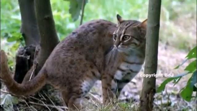ЭТА КОШКА — САМАЯ МАЛЕНЬКАЯ ДИКАЯ КОШКА НА ЗЕМЛЕв смотреть онлайн