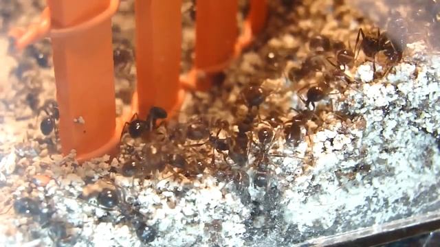 Бой муравьёв за территорию. Messor structor vs Pheidole yeensis смотреть онлайн