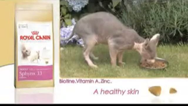 Royal Canin Sphynx video | Le Jardin Des Animaux.flv смотреть онлайн