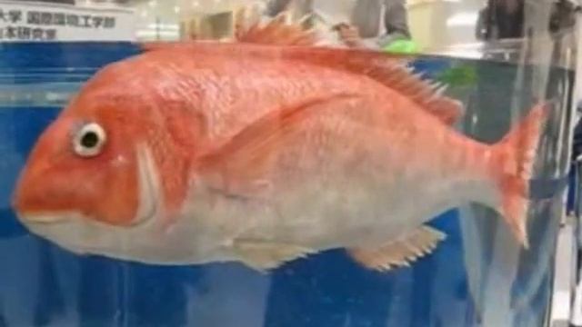 Рыба-робот морского леща смотреть онлайн