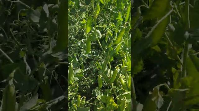 ՎԱՐԴԵՆԻՍ` Սեւանի ափի ամենասիրուն քաղաքը. ВАРДЕНИС: Маленький и милый город на берегу озера Севан смотреть онлайн