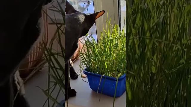 Пробую сделать бумагу из травы. смотреть онлайн