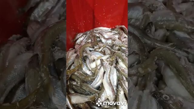 корюшка вяленая и холодного копчения . смотреть онлайн