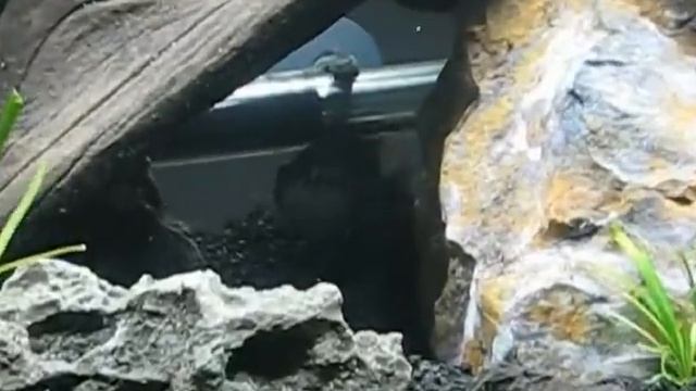 Cichlasoma / nandopsis salvini getting used to new tank смотреть онлайн