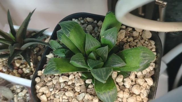 Глобальный обзор моей коллекции кактусов, суккулентов и растений 09/20 смотреть онлайн