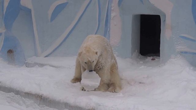 Полярный медведь Кай хочет поймать двух зайцев: рыбу и канистру) 07.02.2016 смотреть онлайн