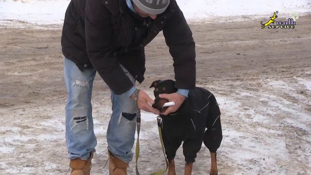 Немецкий пинчер, если держит, то учим носить, команда апорт, ОКД смотреть онлайн