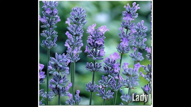 Lady Lavender Flower/Herb Lavandula Angustifolia SEEDS - SEEDS on www.MySeeds.Co смотреть онлайн