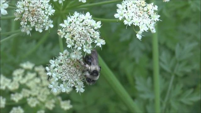 Ashy or Grey Mining Bee Andrena cineraria female feeding on Water Dropwort Oenanthe aquatica смотреть онлайн