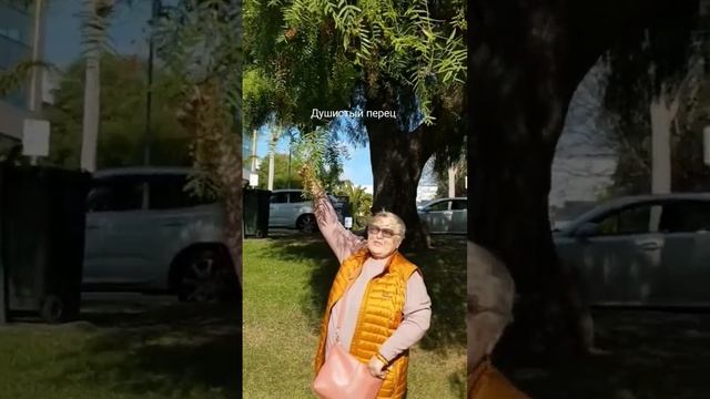 Австралия. Вот так растёт душистый перец смотреть онлайн