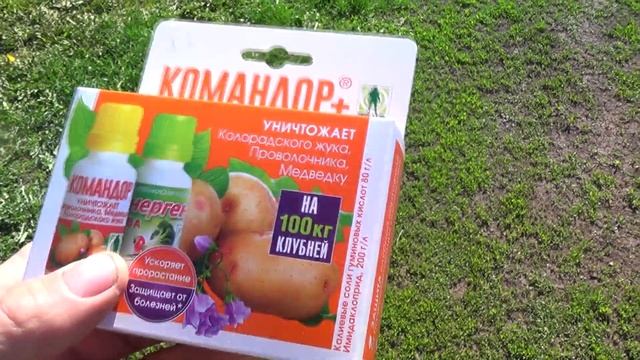 Обработка клубней картофеля от колорадского жука смотреть онлайн