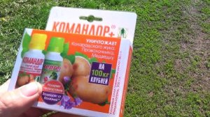 Обработка клубней картофеля от колорадского жука