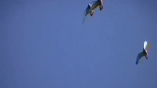 World of Wings Pigeon Racing | Firecracker Race 1 смотреть онлайн