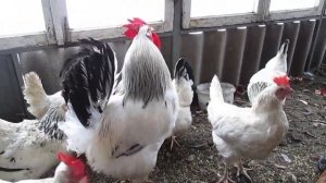 Адлеровская Серебристая порода кур. Ручной  Петух.