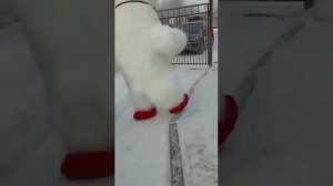 Мишка- Умка,аниматор, корпоратив, новый год, ростовая кукла,шоу, белый медведь.