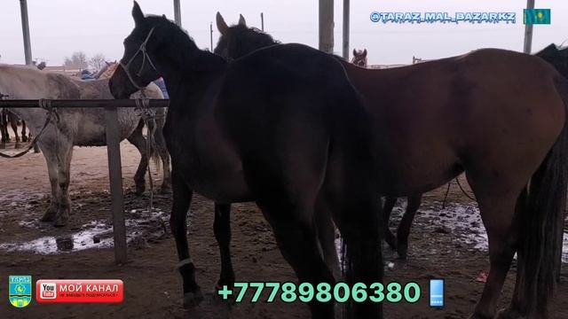 28 қаңтар 2024  Жылқы бағалары / Мал базар Тараз / Mal Bazar Kz ?? ✅