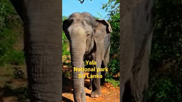 Yala National Park - Sri Lanka. #srilanka #animals #travel #travelphotography #atraction смотреть онлайн