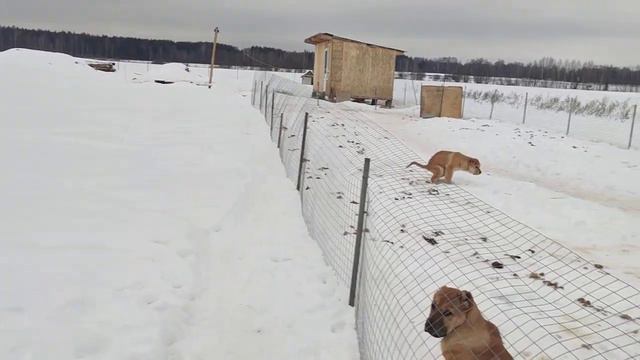 линия чемпионов,крови моей собаки смотреть онлайн