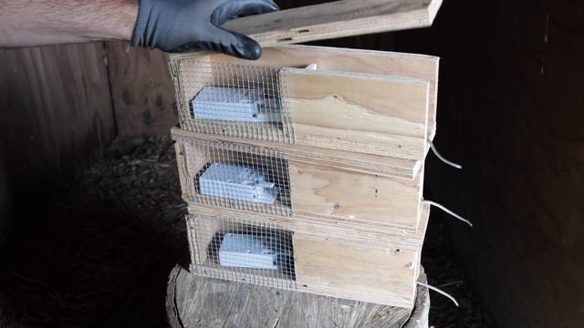 Setting Up A Snap Alert Mouse Trap Gauntlet In The Barn. 100% Success Catch Rate - Mousetrap Monday смотреть онлайн