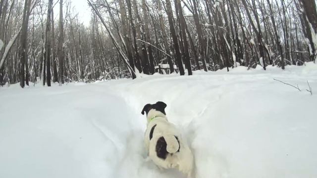 Джек Рассел Гуляет По Лесу смотреть онлайн