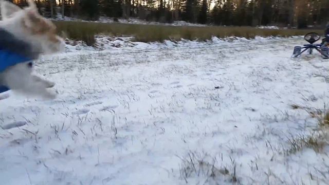 Snow sledge with kids pulled by a minicrawler and a running around Jack Russell смотреть онлайн