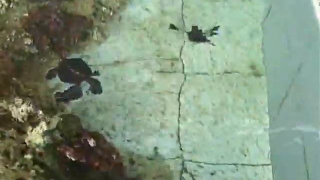 Saving the Baby Sea turtle of Banyuwangi, East Java-Indonesia.flv смотреть онлайн