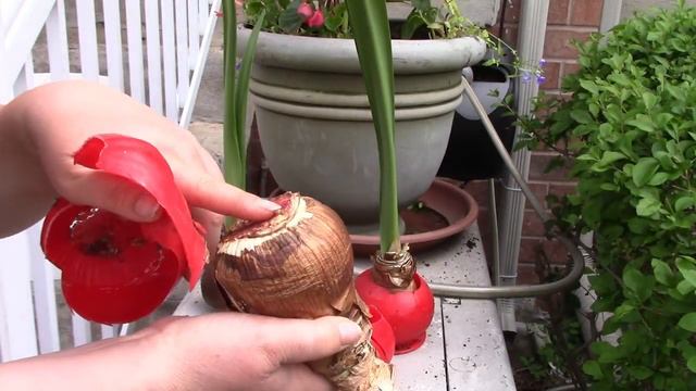 Planting My Front Containers 2022 смотреть онлайн