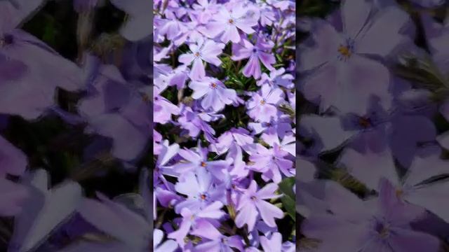 #цветы #солнце #весна #природа #релакс смотреть онлайн