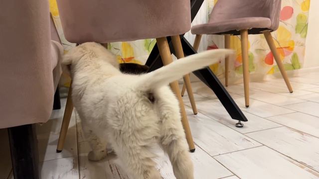 Golden Retriever Puppy Meets Cat for the First Time