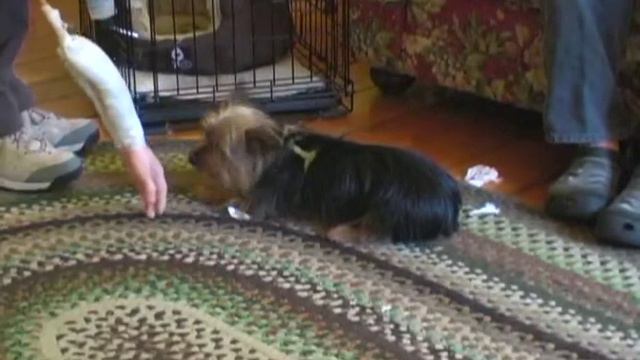 Aggressive Yorkie Terrier named Bennie - Part 1 смотреть онлайн