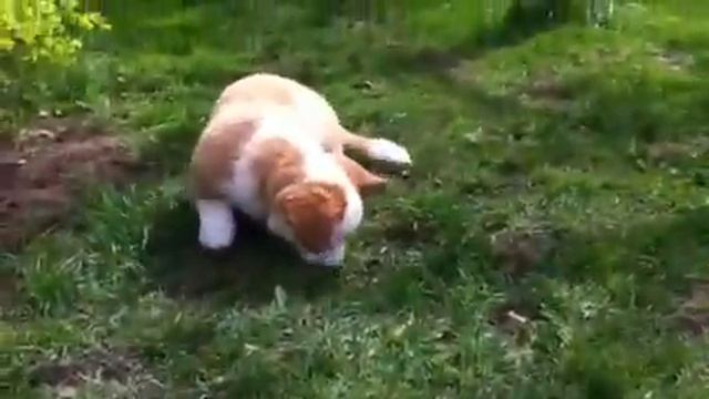 Щенок вельш корги кардиган Лукоье Оле смотреть онлайн