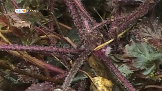 Курганские садоводы готовятся к предстоящему сезону смотреть онлайн