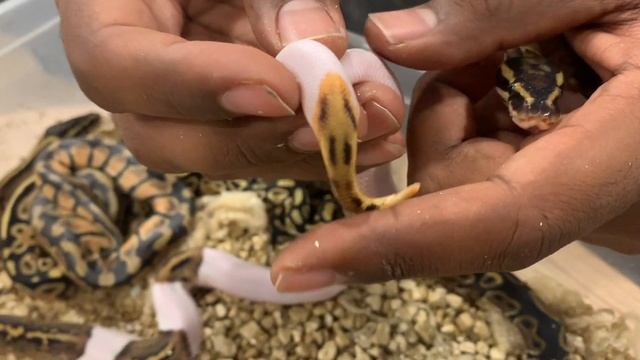 CLUTCH 3 of the 2022 ball python season update *(bad odds)* смотреть онлайн