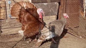 Индюки узбекская палевая