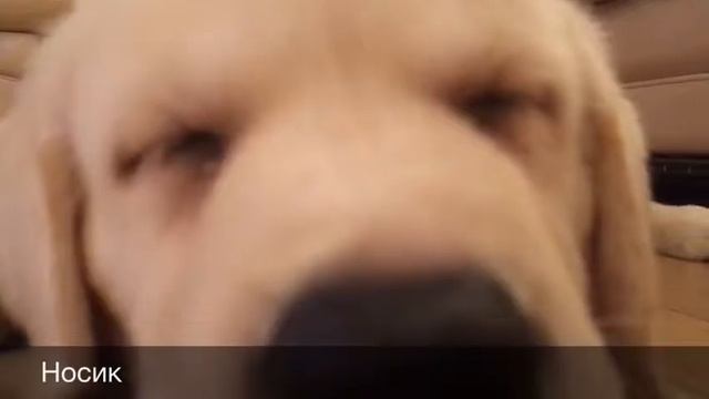 Прекрасная жизнь теди!!! смотреть онлайн